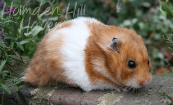 Fergie- Golden Tortoiseshell and White (Banded) Longhaired
